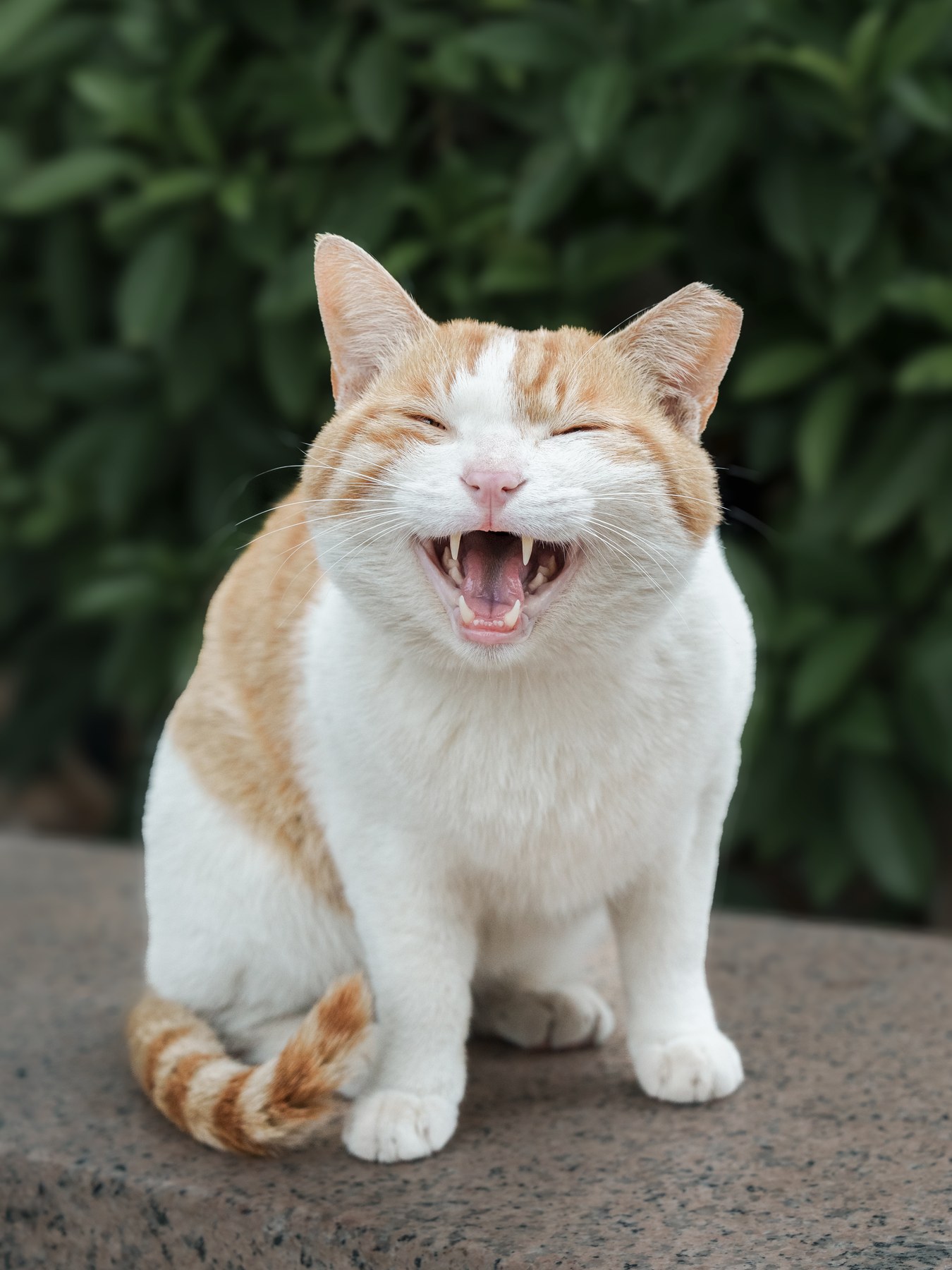 橘白街猫坐在越秀公园的绿意前张口打哈欠。