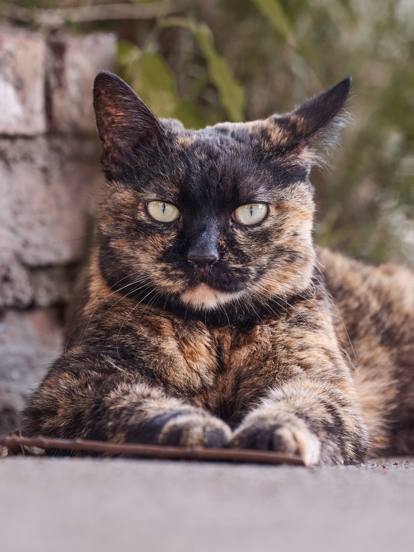 橘白街猫近距离看向镜头，金色眼睛和灰色台阶形成安静的街头肖像。