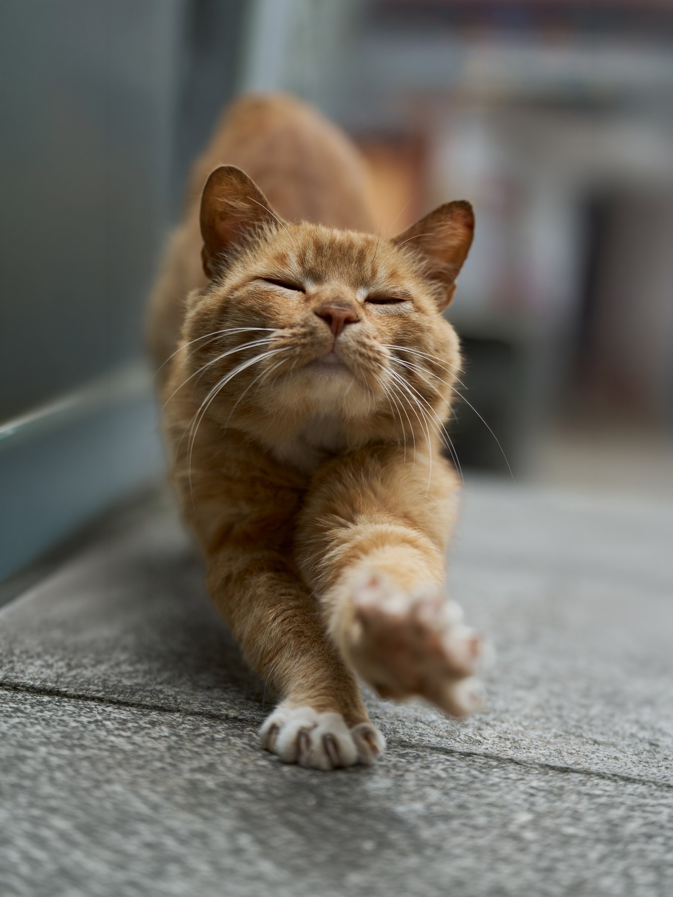 橘猫闭着眼在石板路上伸出前爪，近距离记录伸懒腰的一瞬。
