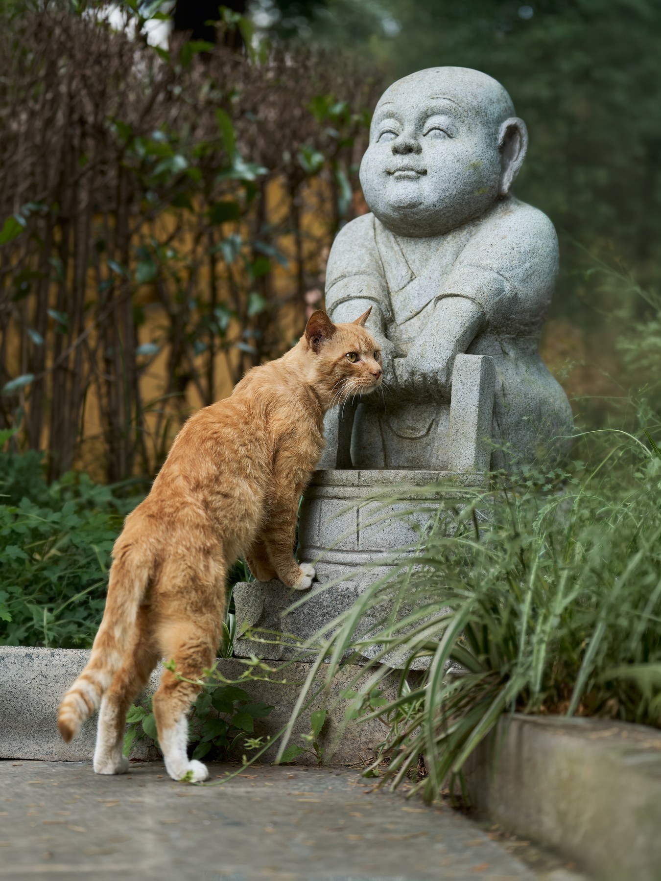 橘白街猫在寺院草木间走到石像旁，安静停顿的街猫摄影。