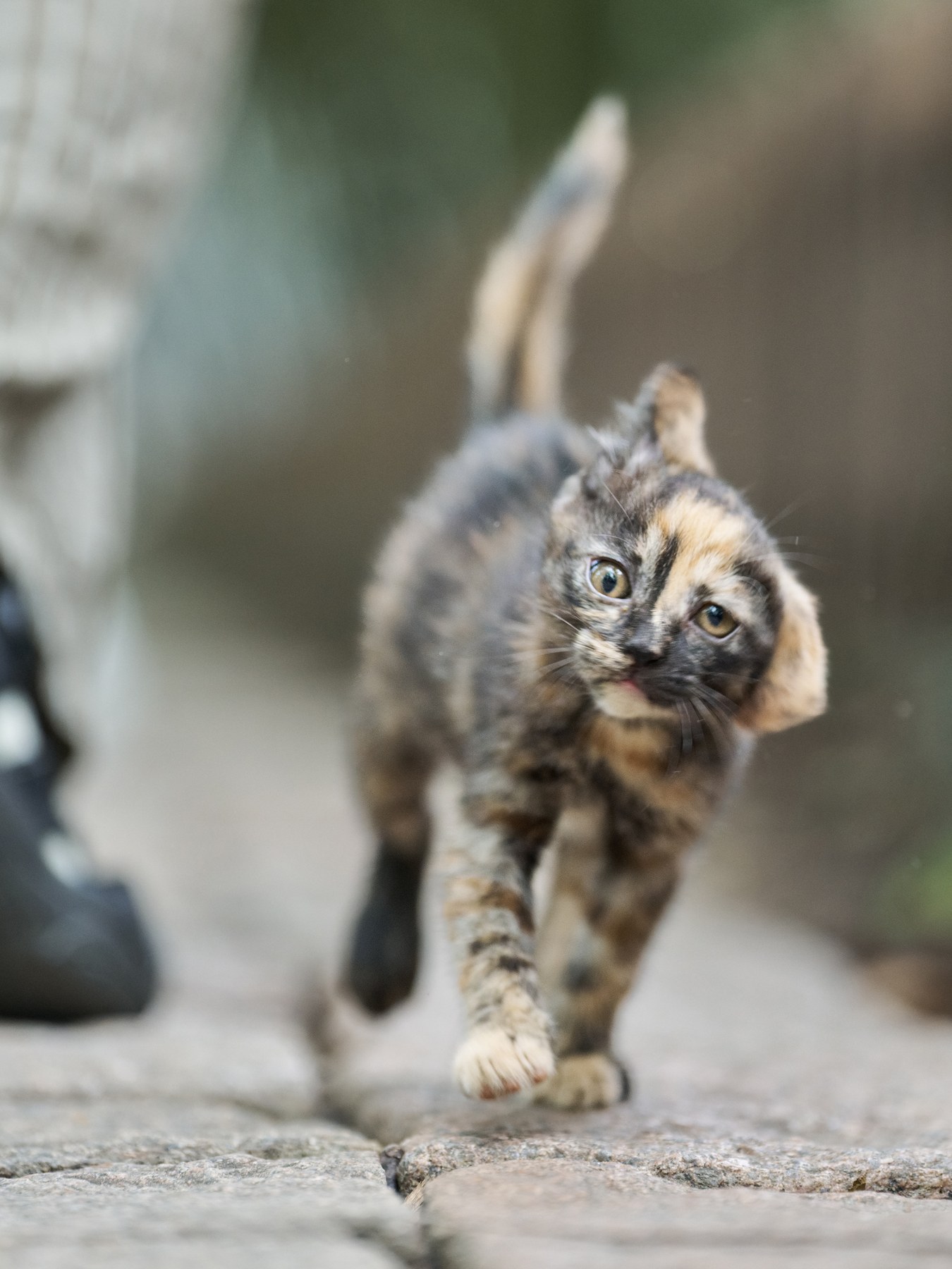 一只小玳瑁猫抬起前爪，朝镜头轻轻走来。