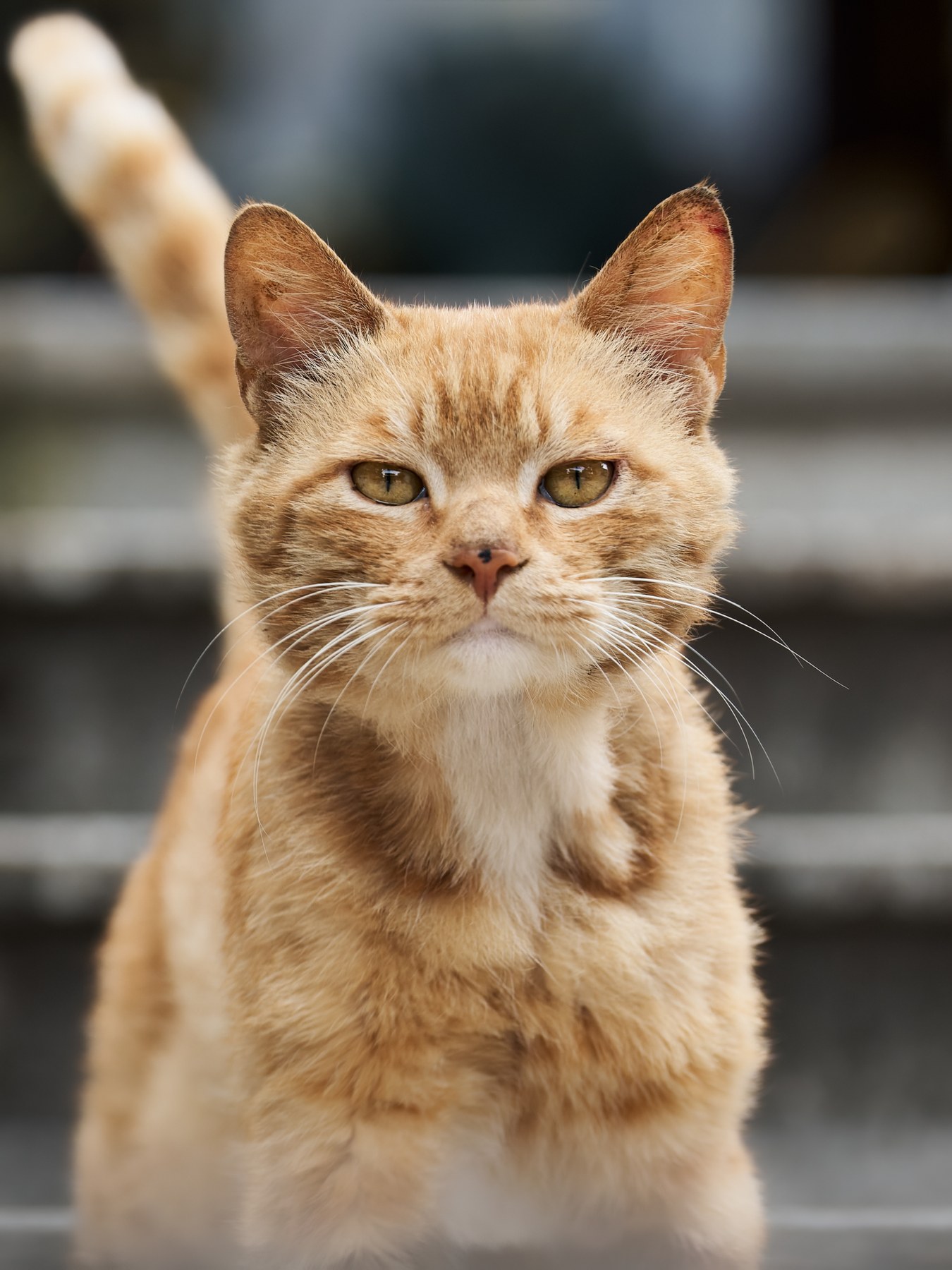 やわらかな光と影のなか、こちらを振り返る橘猫。