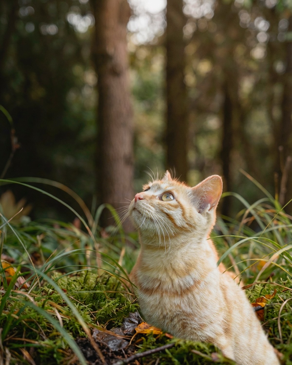 橘色街猫在柔和绿意中抬头，侧脸落着自然光。