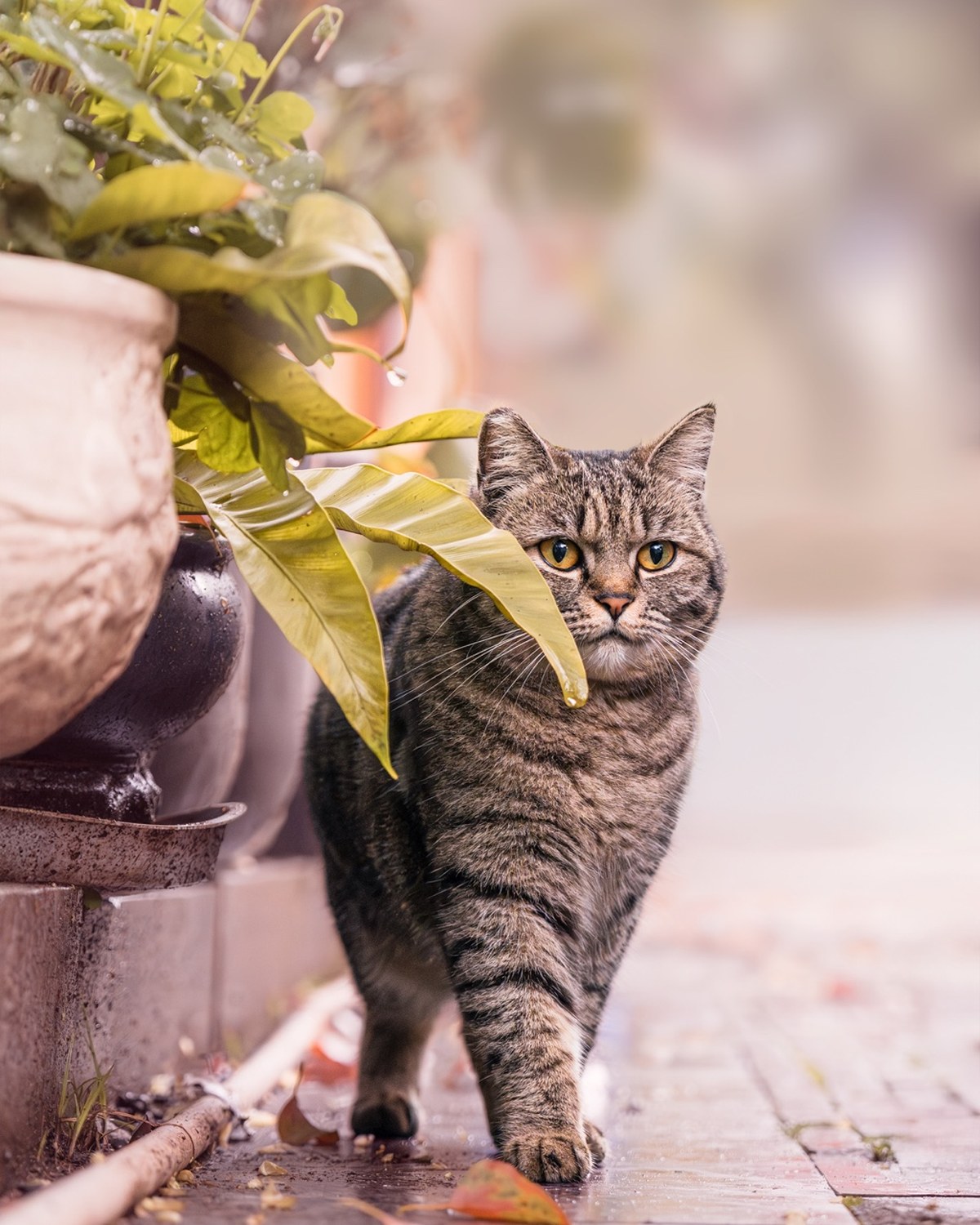 街猫贴着植物和墙面慢慢行走，形成安静的城市街头轮廓。