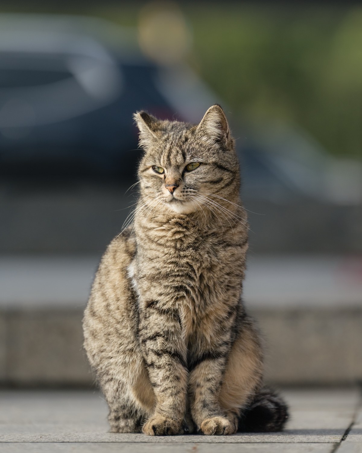 一只街猫安静坐在路边，身体在柔和背景前形成清晰轮廓。