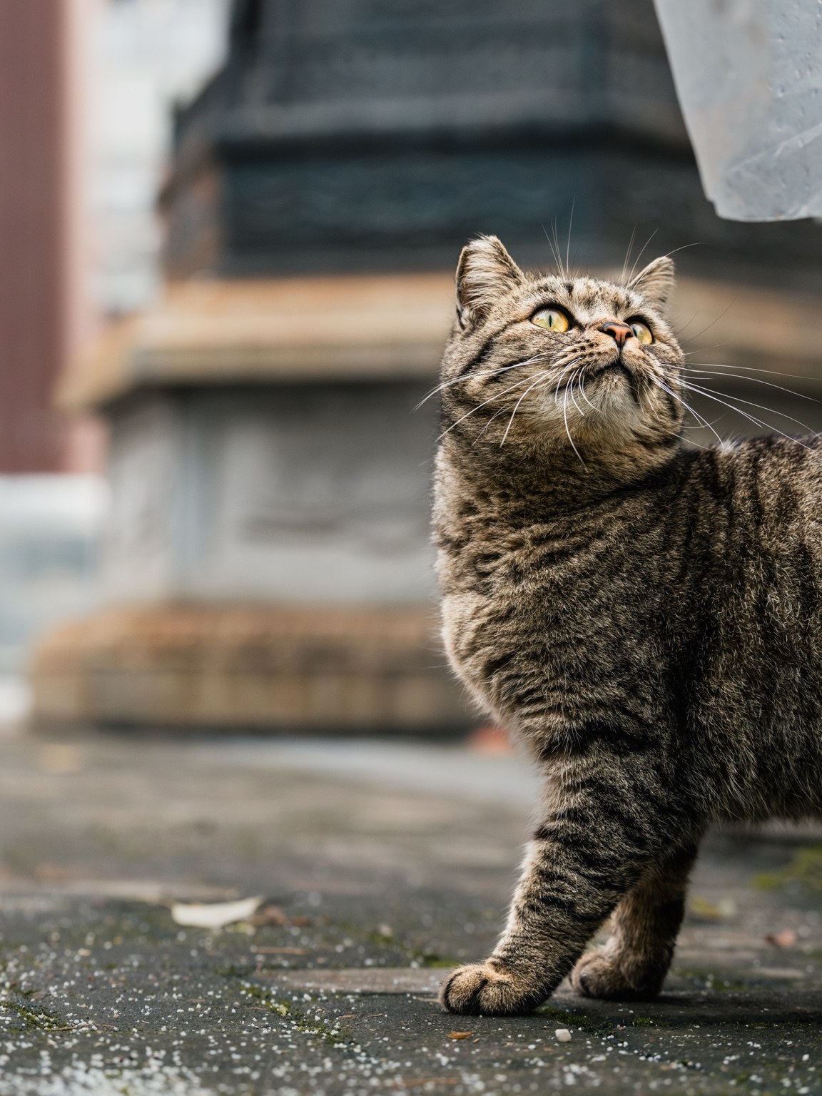 子酱拍猫首页主视觉，一只街猫在城市角落抬头望向镜头。