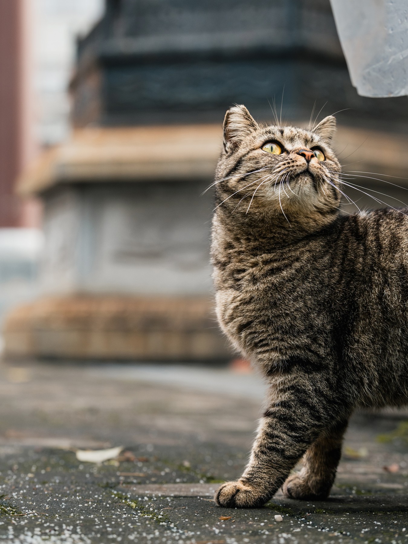 一只虎斑街猫在自然光中抬头凝望